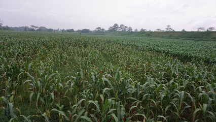 Green Maize Field under the Sun