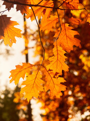 Vertical shot of maple tree with yellow and orange leaves in a forest, softly shadowed by distant trunks, creating a warm autumn atmosphere perfect for nature photography, 