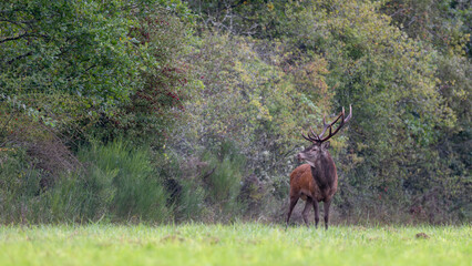 Red deer stag on the lookout at the edge of the forest in a plain during the rut. Cervus elaphus, Sologne, Loiret 45, région Centre Val de Loire, France, European Union, Europe