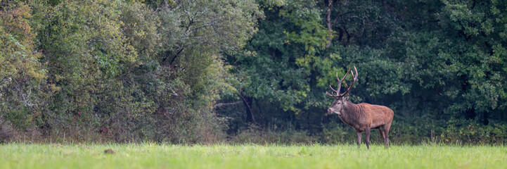 Mature Red deer stag walking in a plain during the rut. Cervus elaphus, Sologne, Loiret 45, région Centre Val de Loire, France, European Union, Europe