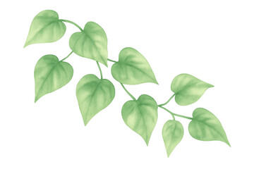 Obraz premium Watercolor illustration of a green pothos vine branch with heart-shaped leaves, transparent background. Botanical drawing