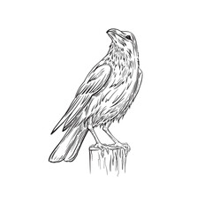 raven bird black and white line art