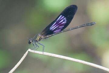 A needle dragonfly is perched on the grass beside a small river in a tropical forest.
