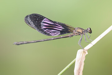 A needle dragonfly is perched on the grass beside a small river in a tropical forest.