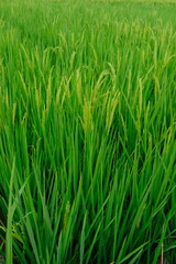 green rice field
