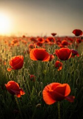 Fototapeta premium Remembrance day tribute with poppy field at sunrise - ideal for memorial event, poster design