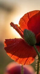 Fototapeta premium Remembrance day poppy flower with dew at sunrise - symbol of memory and honor