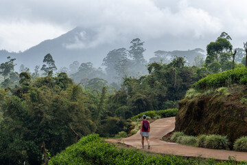 Fototapeta premium Hiker on Winding Path through Misty Tea Plantations, Nuwara Eliya, Sri Lanka