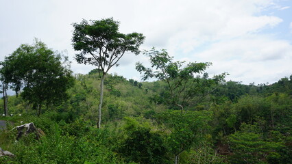 Nature Landscape with Tree on the Hill