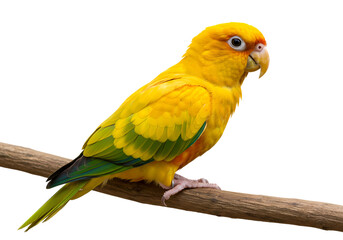 Vibrant golden conure perched on a branch posing