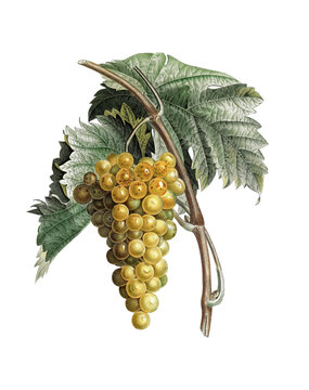 Weinrebe, Wei&szlig;wein, wei&szlig;e Traube, Common grape vine, Vitis vinifera
