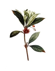 Illicium floridanum, Purpur-Sternanis