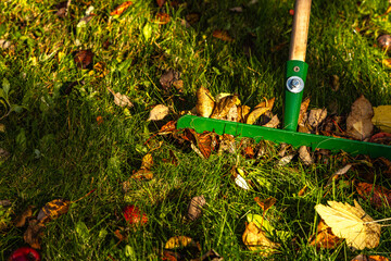 Green Rake Collecting Autumn Leaves on Lawn. Fall Garden Cleanup