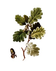 Stieleiche, Quercus robur