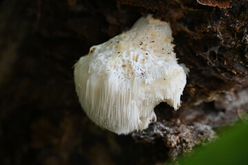 幻のキノコ、ヤマブシタケ