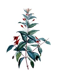 Scharlach-Fuchsie, Fuchsia, Fuchsia magellanica