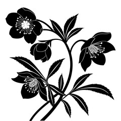 Elegant Hellebore Flower Illustration Winter Rose Blossom Graphic. Black and White Botanical Beauty Floral Print Minimalist Art. Isolated Plant Decoration.