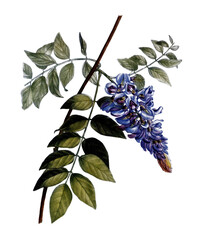 Amerikanischer Blauregen, Glycine frutescens