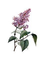 Gemeiner Flieder, Lilac, Syringa vulgaris