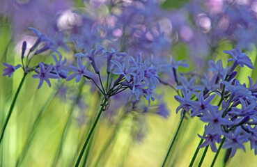 Tulbaghia - pink flowers in the garden
