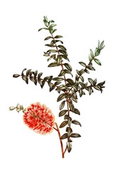 Hügelbusch, eine Pflanze aus der Familie der Myrtengewächse, Hillock bush, Melaleuca hypericifolia