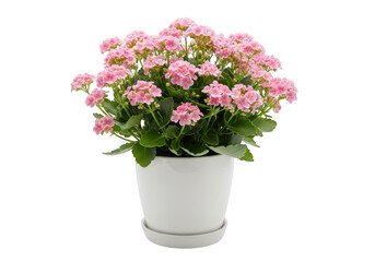 Vibrant pink kalanchoe blossoms in a white pot isolated on black
