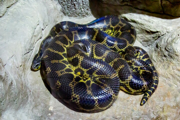 The Paraguayan anaconda, or southern anaconda, or yellow onaconda (Latin Eunectes notaeus) lies in a tangle on the ground. Marine life, exotic fish, subtropics.