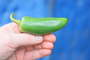 hand holding one green fresh jalapeno pepper on blue background on summer street