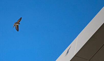 swallow and its shadow
