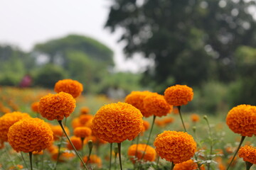 scenic, horizontal photograph capturing a field of bright orange marigold flowers. Several blossoms in the foreground are in gentle focus, while the background recedes into a sea of more flowers and l