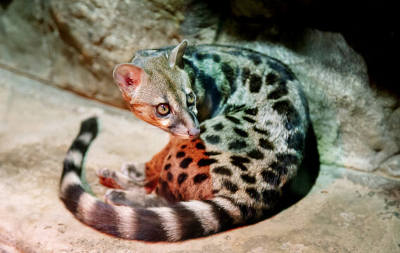 Geneta (Latin: Genetta) with beautiful stripes lying on the ground. Animals, mammals, predators.