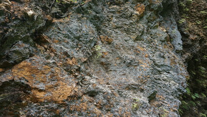 Coral Stone Texture Background