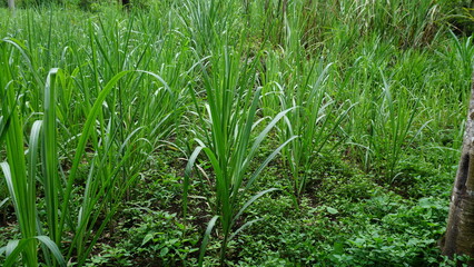 Sugarcane Fields in the Sunlight