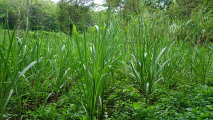 Sugarcane Fields in the Sunlight