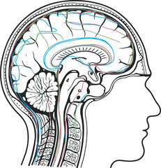 Human head anatomy showing brain and spinal cord nerves connections