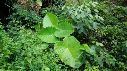 Close-Up of Colocasia Leaf with Water Droplets