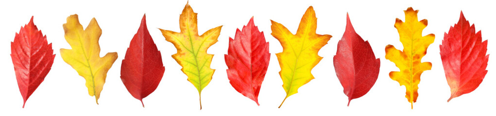 Autumn leaves isolated on white, set. Fall season