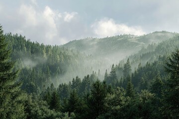 Misty mountain range with dense pine forest