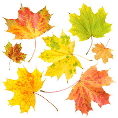 Beautiful autumn leaves isolated on white, set. Fall season