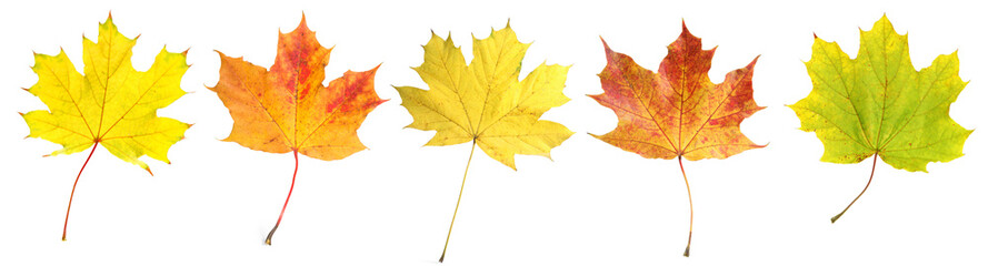 Autumn leaves isolated on white, set. Fall season