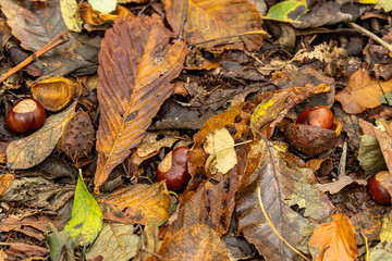Looking down at autumn leaves and conkers on a woodland floor