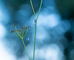 Small details of nature in the Santoña, Victoria, and Joyel Marshes Natural Park. Cantabrian Sea. Cantabria. Spain. Europe.