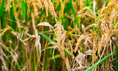 Rice. A large area of rice seedlings growing in the fields of Korea.