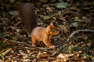 A close up of a red squirrel in woodland, on a sunny autumn day