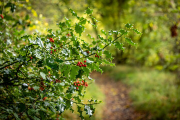 A holly bush at the edge of a woodland path, with a shallow depth of field