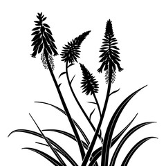 Striking Black Silhouette of Kniphofia Triangularis Flower with Grassy Leaves. Vector Graphic for Botanical Drawings, Exotic Flora Art, and Ornamental Designs.