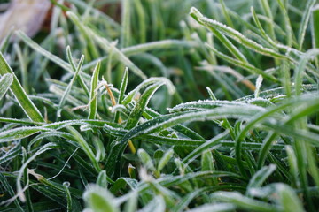 The first frost on the grass