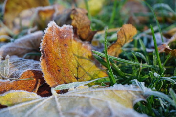 The first autumn frost