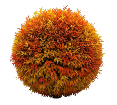 Spherical Autumn Shrub with Orange and Yellow Leaves Isolated PNG Cutout Transparent