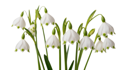 Bunch of White Snowdrop Flowers in Bloom Isolated PNG Cutout Transparent